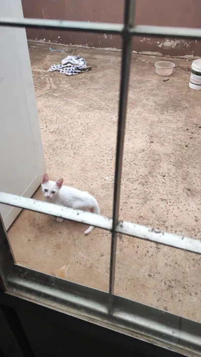 Gato raça SRD-ViraLata idade 2 a 6 meses nome Luna