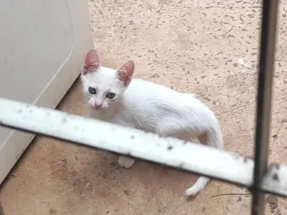 Gato raça SRD-ViraLata idade 2 a 6 meses nome Luna