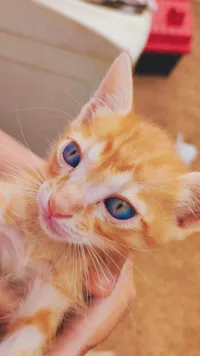 Gato raça SRD-ViraLata idade 2 a 6 meses nome Simba