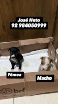 Cachorro raça SRD-ViraLata idade Abaixo de 2 meses nome Sem nome 