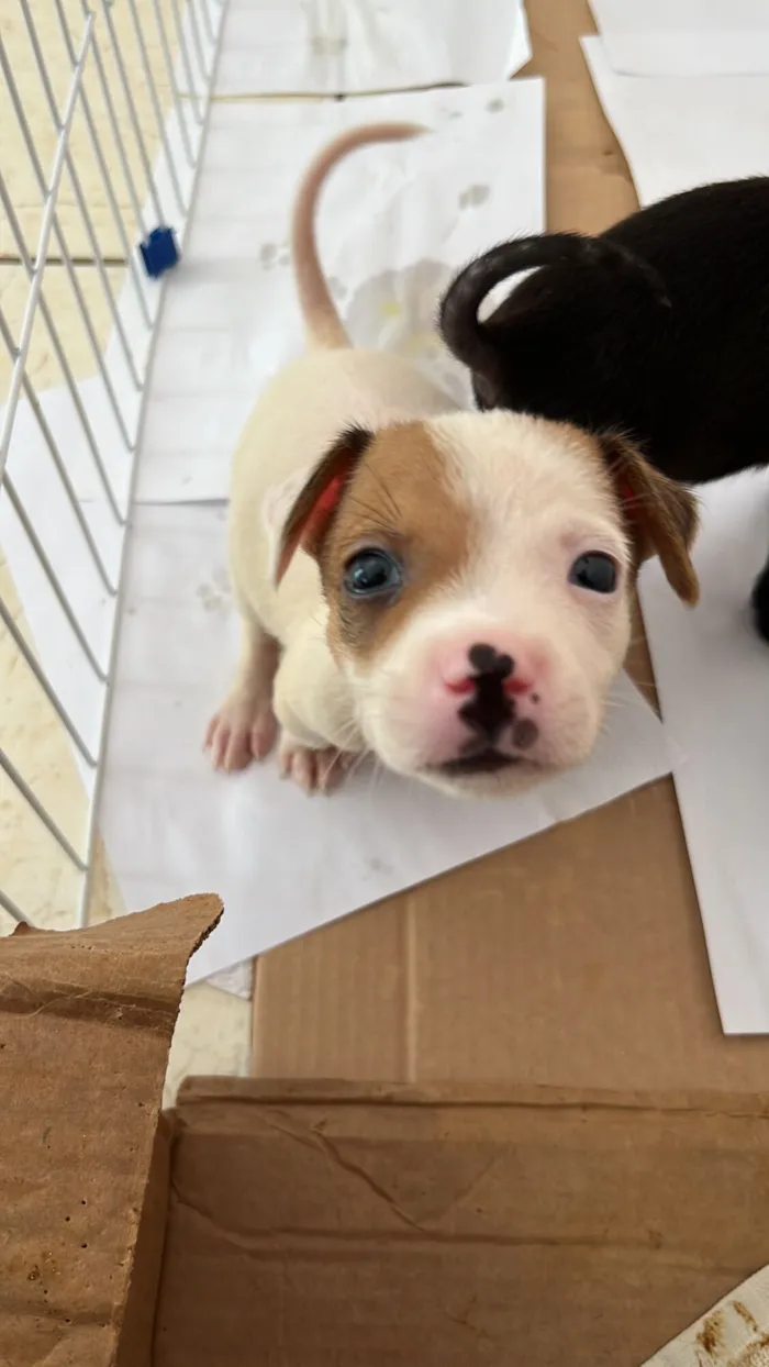 Cachorro raça SRD-ViraLata idade Abaixo de 2 meses nome Sem nome 