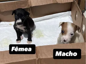 Cachorro raça SRD-ViraLata idade Abaixo de 2 meses nome Sem nome 
