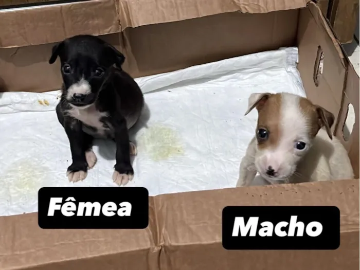 Cachorro raça SRD-ViraLata idade Abaixo de 2 meses nome Sem nome 
