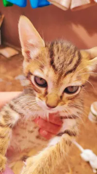 Gato raça SRD-ViraLata idade 2 a 6 meses nome Meg 