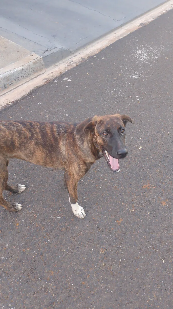 Cachorro raça SRD-ViraLata idade 2 a 6 meses nome LUCIANA CRISTINA FAGUNDES DOS SANTOS