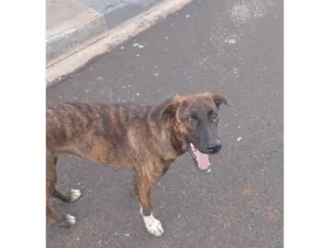 Cachorro raça SRD-ViraLata idade 2 a 6 meses nome LUCIANA CRISTINA FAGUNDES DOS SANTOS