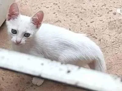 Gato raça SRD-ViraLata idade 2 a 6 meses nome Luna