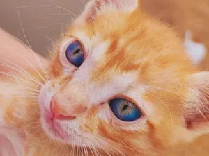 Gato raça SRD-ViraLata idade 2 a 6 meses nome Simba