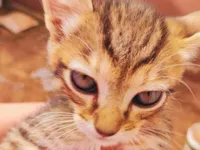 Gato raça SRD-ViraLata idade 2 a 6 meses nome Meg 