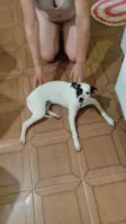 Cachorro raça SRD-ViraLata idade 2 a 6 meses nome Pituca