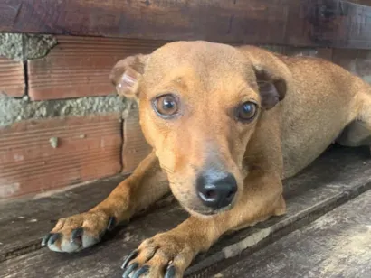 Cachorro raça Pinscher idade 1 ano nome kika 