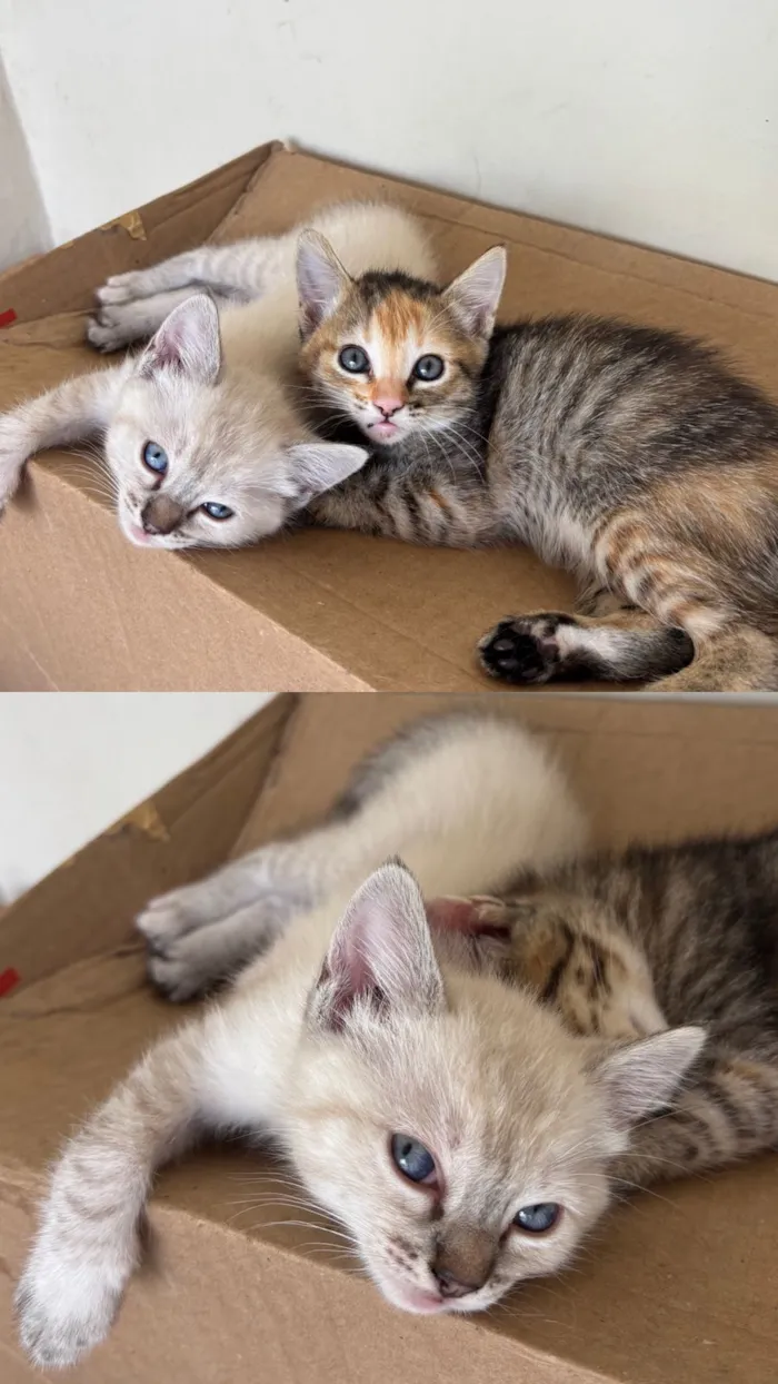 Gato raça SRD-ViraLata idade 2 a 6 meses nome Lulu