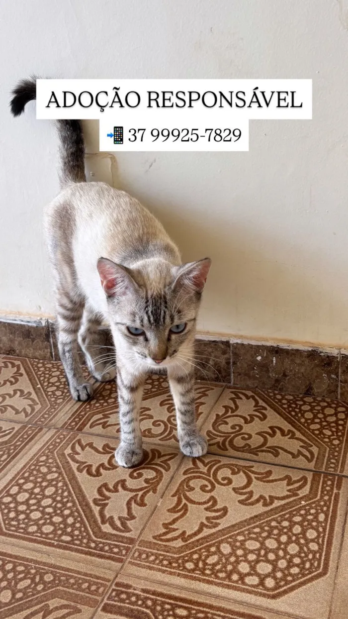 Gato raça SRD-ViraLata idade 2 a 6 meses nome Lulu