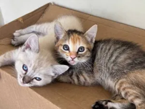 Gato raça SRD-ViraLata idade 2 a 6 meses nome Lulu