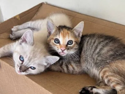 Gato raça SRD-ViraLata idade 2 a 6 meses nome Lulu