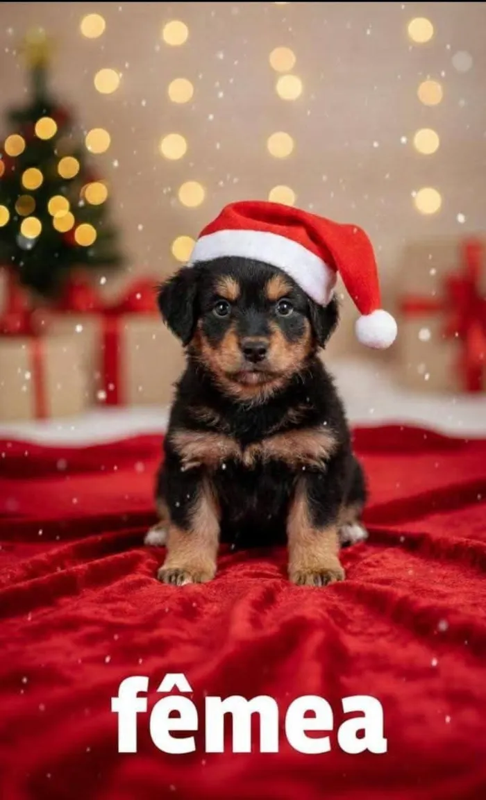 Cachorro raça Labrador idade 2 anos nome Piolho 