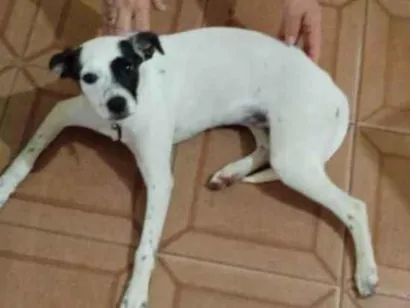 Cachorro raça SRD-ViraLata idade 2 a 6 meses nome Pituca