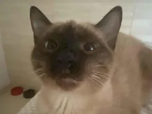Gato raça Siamês idade 7 a 11 meses nome Kiane 