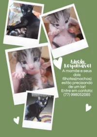 Gato raça SRD-ViraLata idade Abaixo de 2 meses nome família 