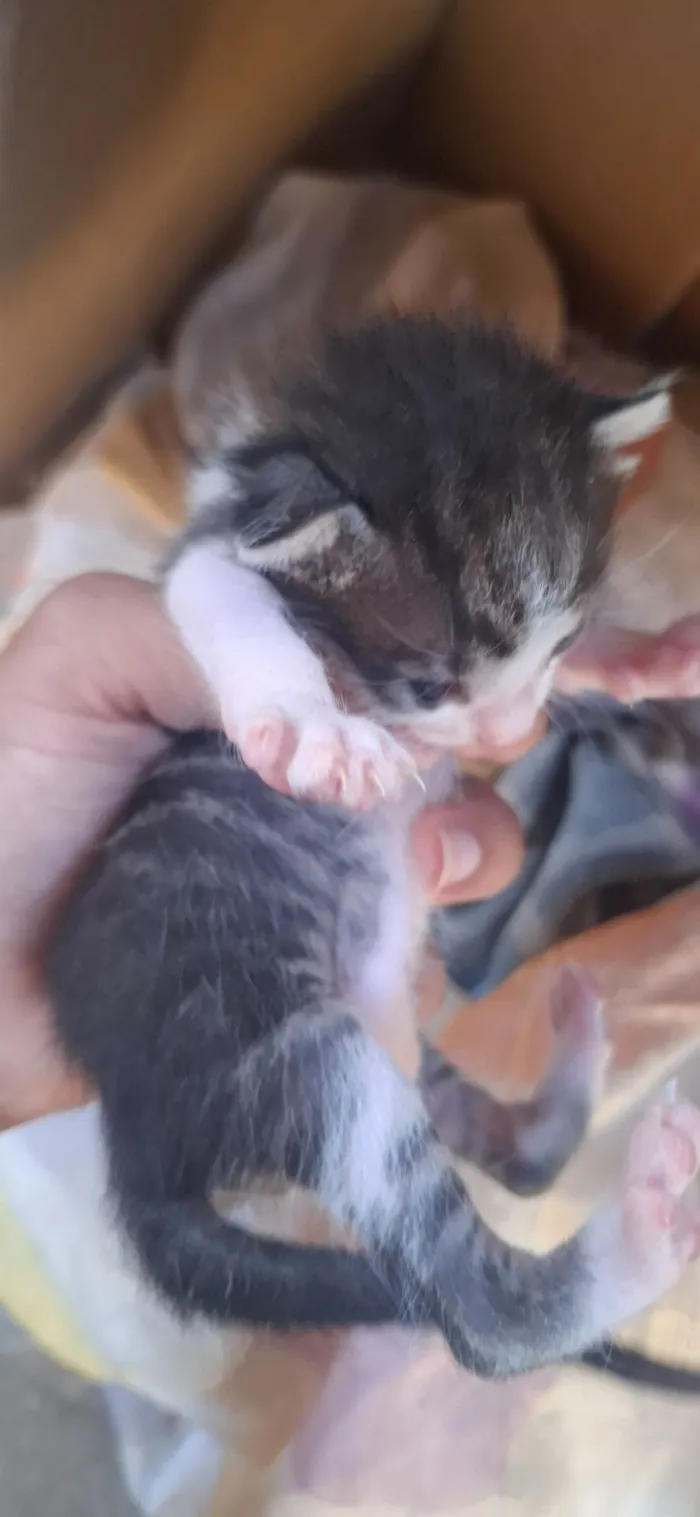 Gato raça SRD-ViraLata idade Abaixo de 2 meses nome família 