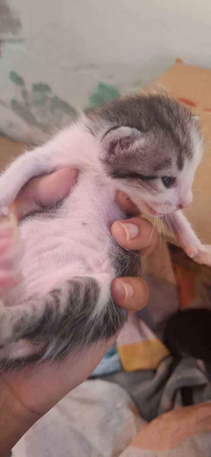 Gato raça SRD-ViraLata idade Abaixo de 2 meses nome família 