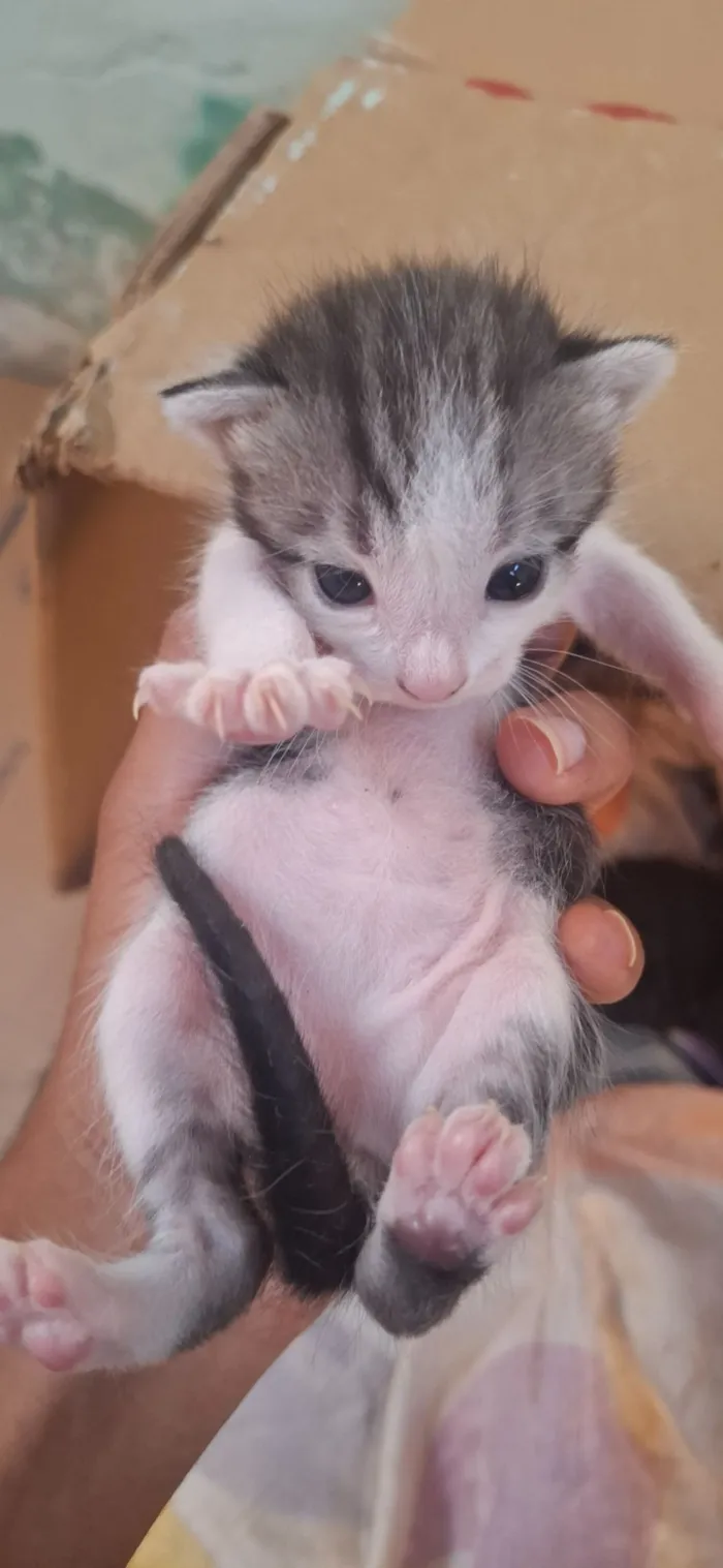 Gato raça SRD-ViraLata idade Abaixo de 2 meses nome família 