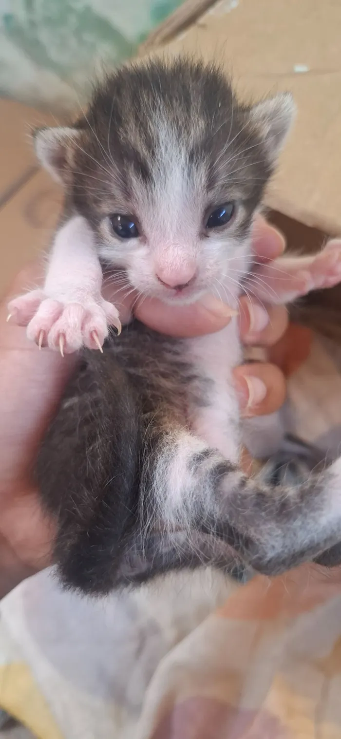 Gato raça SRD-ViraLata idade Abaixo de 2 meses nome família 