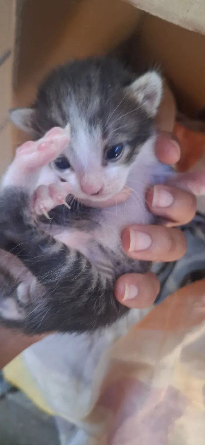 Gato raça SRD-ViraLata idade Abaixo de 2 meses nome família 