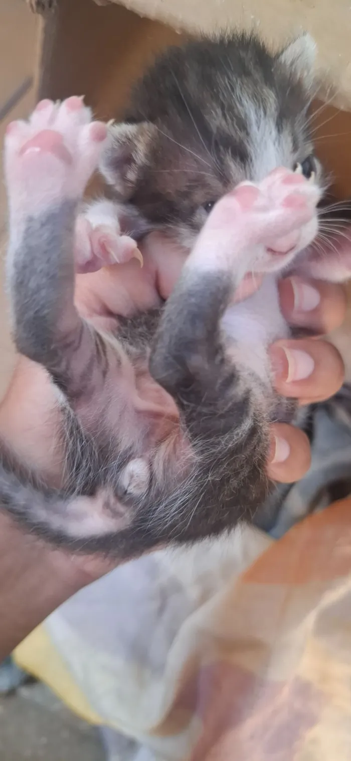 Gato raça SRD-ViraLata idade Abaixo de 2 meses nome família 