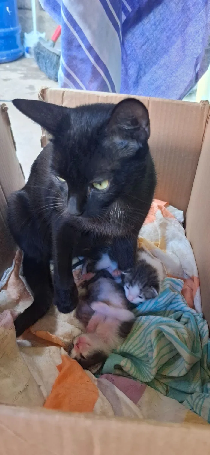 Gato raça SRD-ViraLata idade Abaixo de 2 meses nome família 