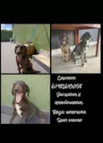 Cachorro raça SRD-ViraLata idade 7 a 11 meses nome gean e geovane