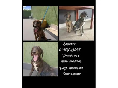 Cachorro raça SRD-ViraLata idade 7 a 11 meses nome gean e geovane