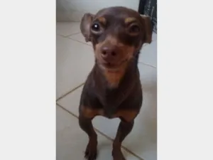 Cachorro raça Pinscher idade 6 ou mais anos nome TITO