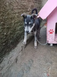 Cachorro raça SRD-ViraLata idade 1 ano nome KAREN VITORIA FONTOURA DE OLIVEIRA