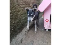 Cachorro raça SRD-ViraLata idade 1 ano nome KAREN VITORIA FONTOURA DE OLIVEIRA