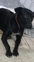 Cachorro raça SRD-ViraLata idade 1 ano nome DORUK