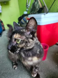 Gato raça SRD-ViraLata idade 1 ano nome Lulu