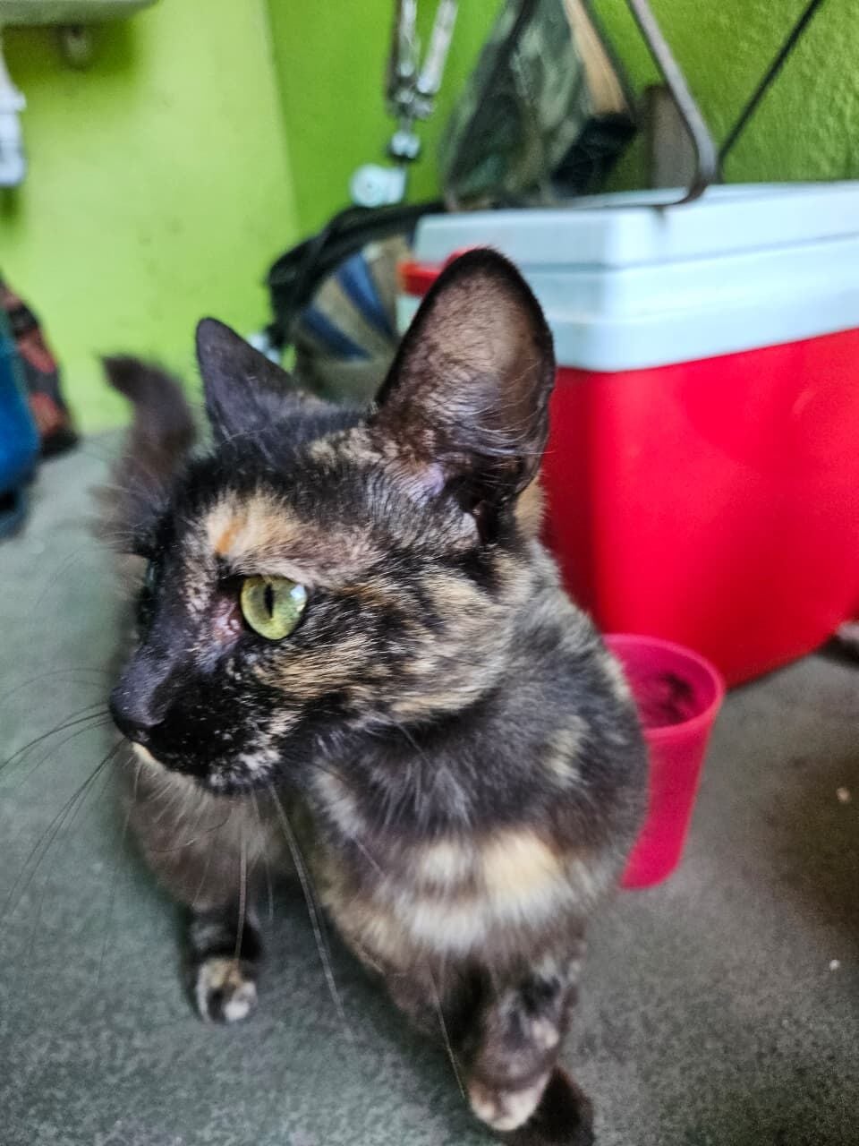 Gato raça SRD-ViraLata idade 1 ano nome Lulu