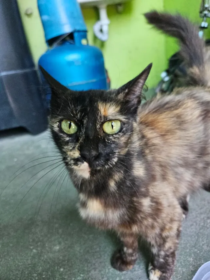 Gato raça SRD-ViraLata idade 1 ano nome Lulu