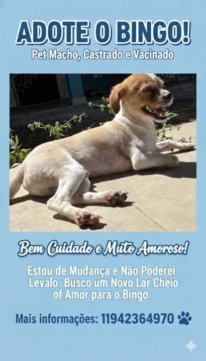 Cachorro raça Shitzu idade 1 ano nome Bingo 