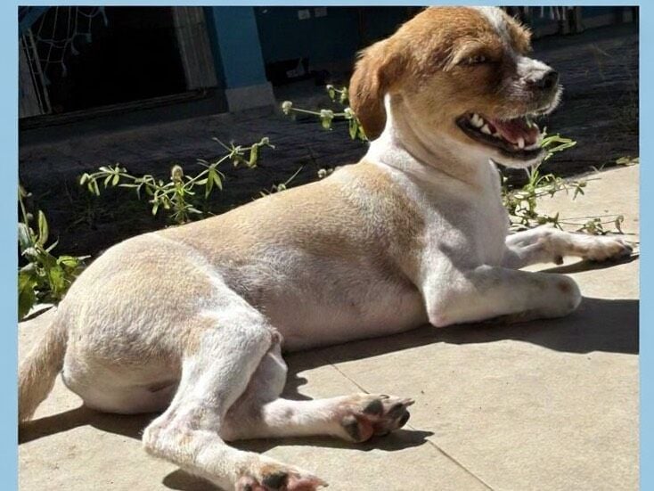 Cachorro raça Shitzu idade 1 ano nome Bingo 