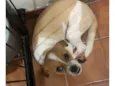 Cachorro raça Shitzu idade 1 ano nome Bingo 