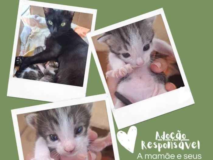 Gato raça SRD-ViraLata idade Abaixo de 2 meses nome família 