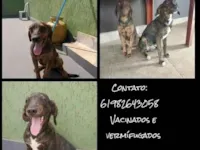 Cachorro raça SRD-ViraLata idade 7 a 11 meses nome gean e geovane