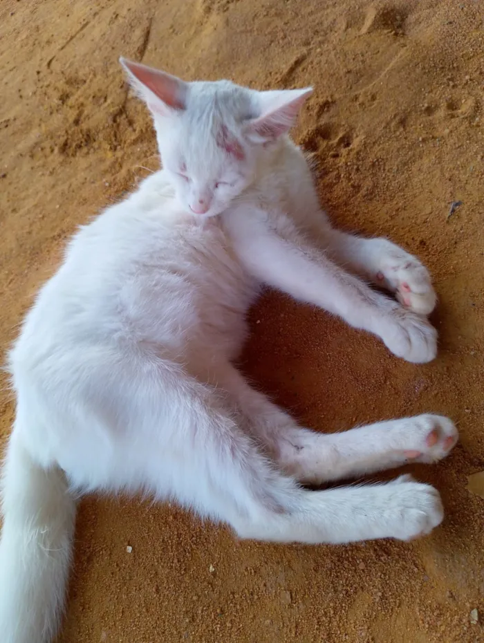 Gato raça Angorá idade 2 a 6 meses nome Maria Andrielly Barbosa de Souza 