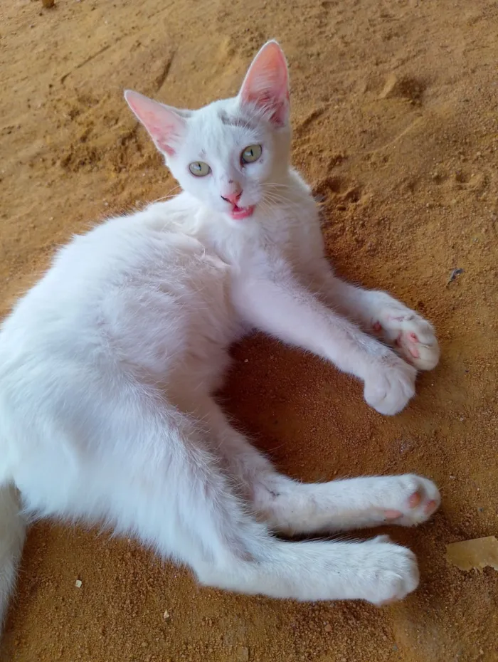 Gato raça Angorá idade 2 a 6 meses nome Maria Andrielly Barbosa de Souza 