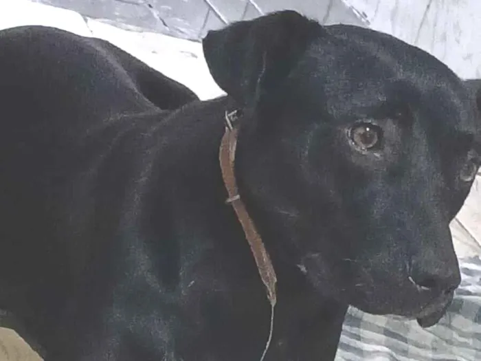 Cachorro raça SRD-ViraLata idade 1 ano nome DORUK