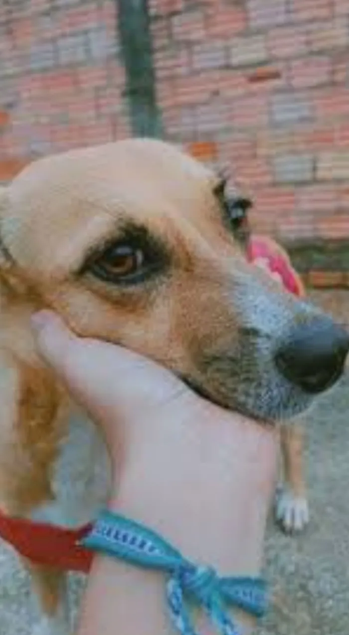 Cachorro raça SRD-ViraLata idade 2 a 6 meses nome Princesa