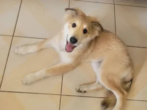 Cachorro raça Pastor maremano/Pastor Belga idade 2 a 6 meses nome Toji