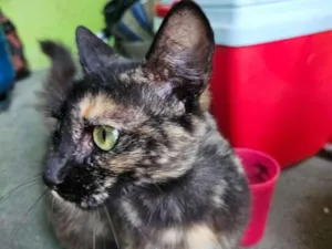 Gato raça SRD-ViraLata idade 1 ano nome Lulu